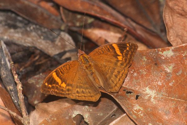 Euriphene leonis male UPS
